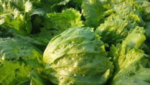 مزرعه کاهو سالادی صادراتی در اصفهان