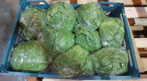 کاهو سالادی صادراتی با سبد به روسیه