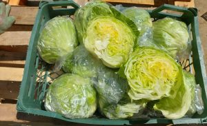 صادرات کاهو سالادی با بالاترین کیفیت در سبد