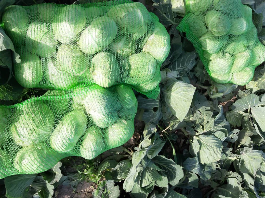 The price of white cabbage today